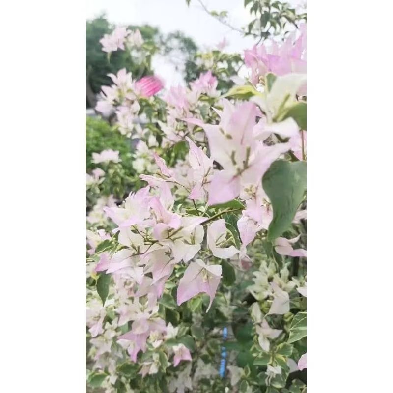 bougenville import butterfly ice cream ori