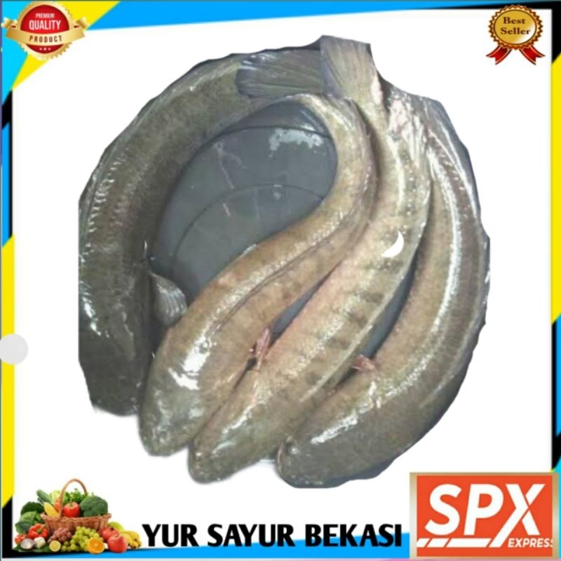 

Ikan Gabus Fresh Hidup