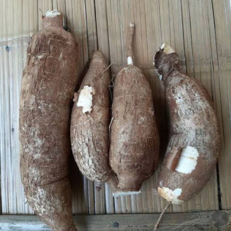 

singkong racun sapi kuru 1kg