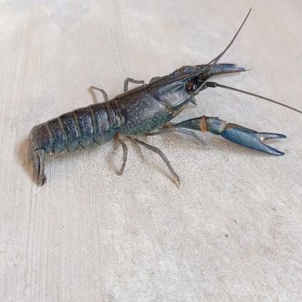 

monggo di order lobster air tawar bisa di air payau size 3inc