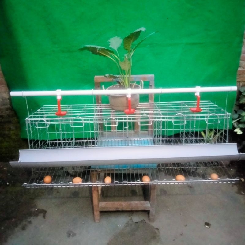 kandang ayam petelur galvanis pintu 6 lengkap