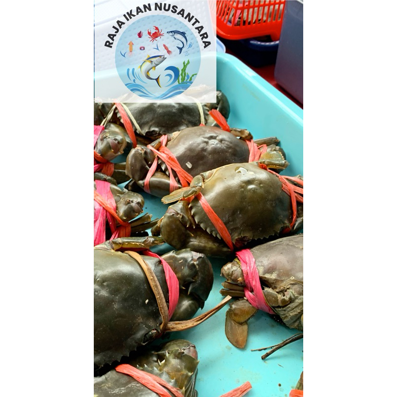 

KEPITING FRESH FROZEN TERMURAH PREMIUM SEDANG ISI 5-6