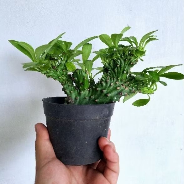 Euphorbia neriifolia cristata, bibit tanaman sukulen babat.