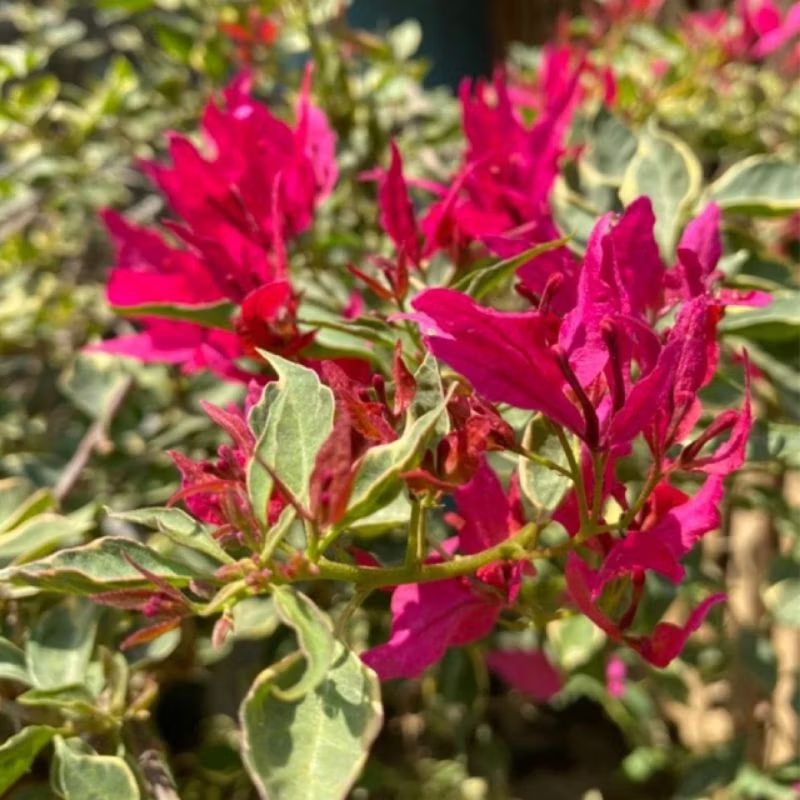 bunga bougenville import butterfly merah