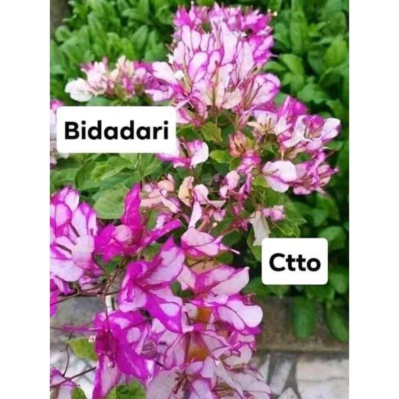 bunga bougenville import bidadari