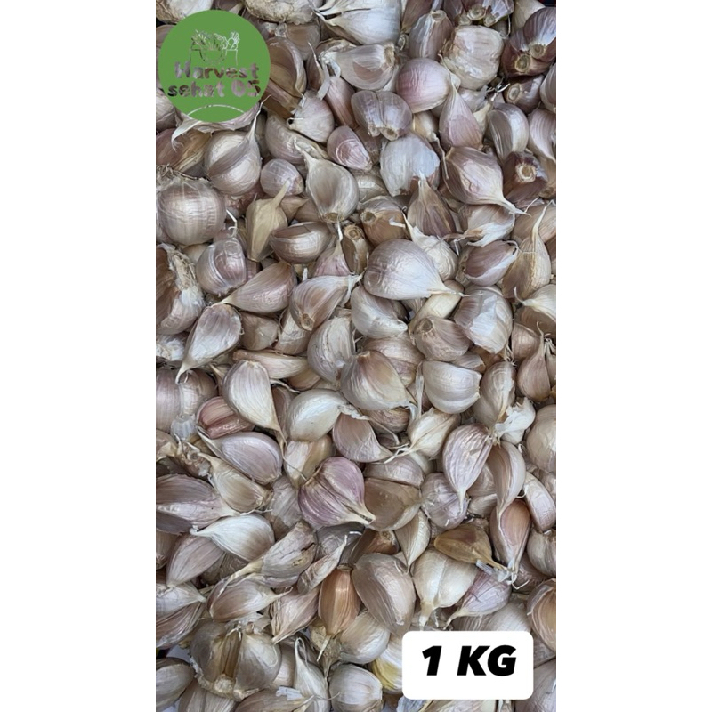 

Bawang Putih Kating Besar 1 KG Asli 100%