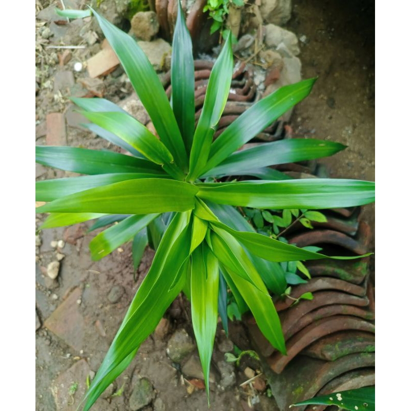 

DAUN PANDAN SUJI SEGAR PER LEMBAR/PANDAN BETAWI