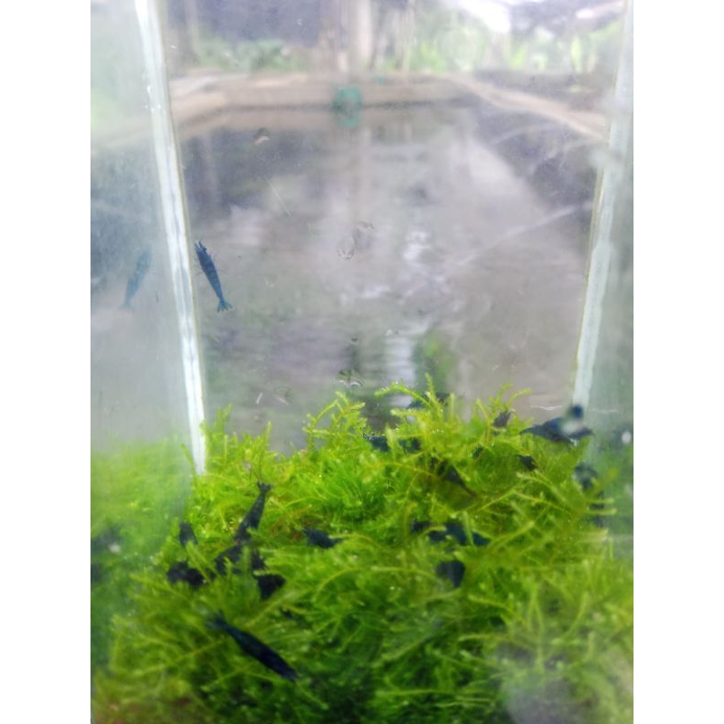 

paketan udang 20 ekor blue diamond