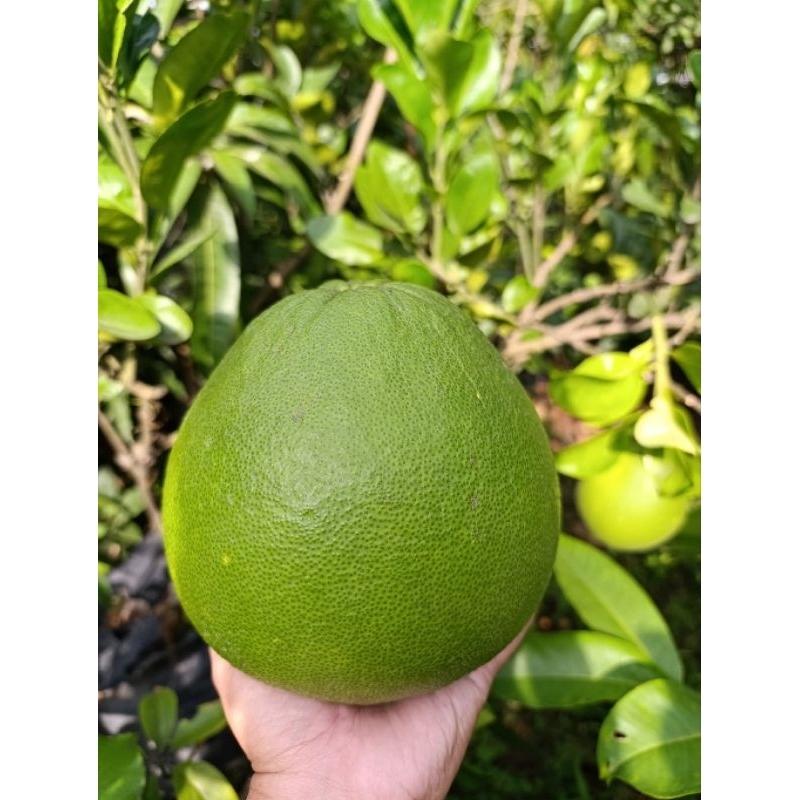 

beli 1 gratis 1 jeruk pamelo madu asli muria 700g - 800g