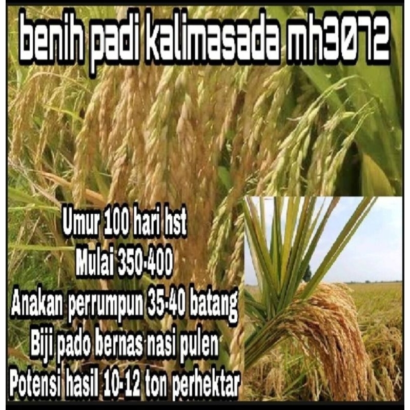 BENIH BIBIT PADI KALIMASADA PER 1KG