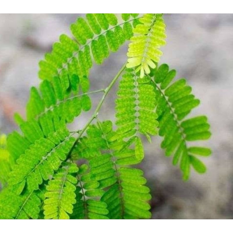 

Daun saga segar petik langsung 100 lembar pilihan-az