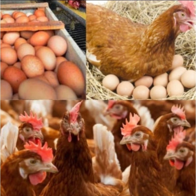 

ayam petelur siap nelur