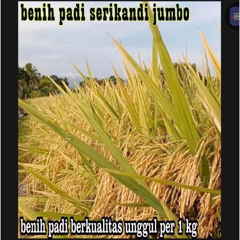 BENIH BIBIT PADI SRIKANDI PER 1KG