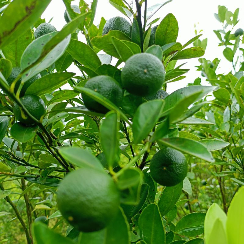 

1kg jerul sonkit jeruk peras jeruk cui jeruk sonkit