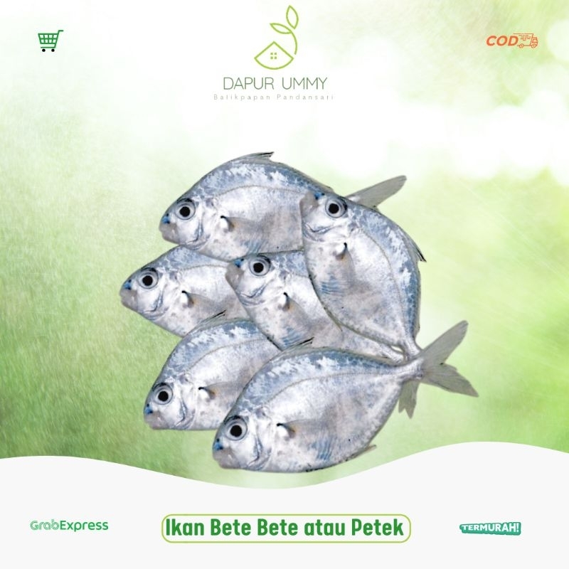 

FRESH • Ikan Bete Bete • Ikan Petek • Ready Pagi 1kg
