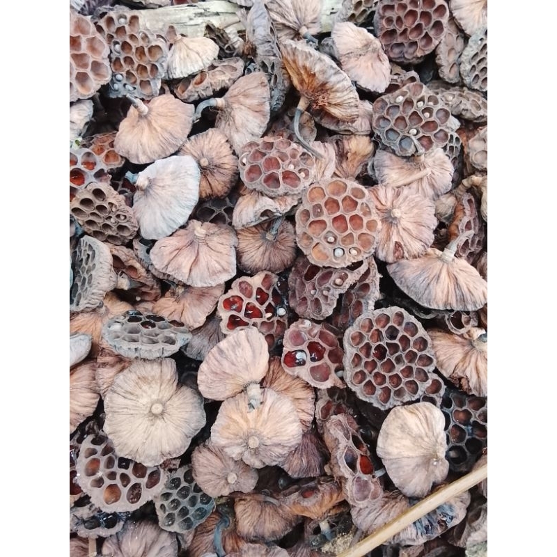 

Takop biji lotus tanpa biji kering 10 Pcs