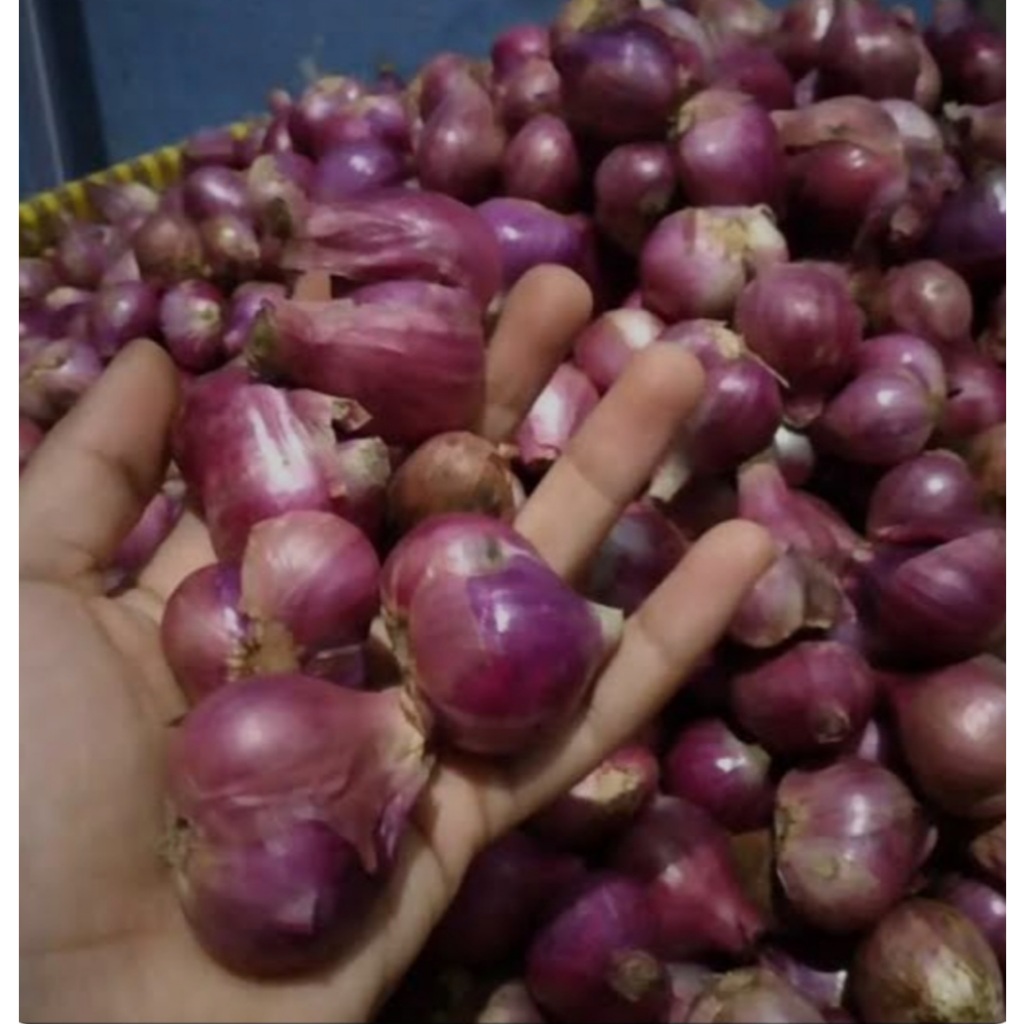 

Bawang Merah Sedang 1Kg 500Gram Termurah
