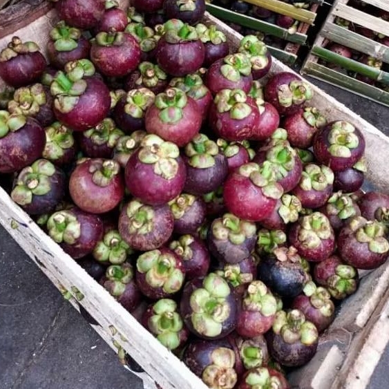 

buah manggis 1kg