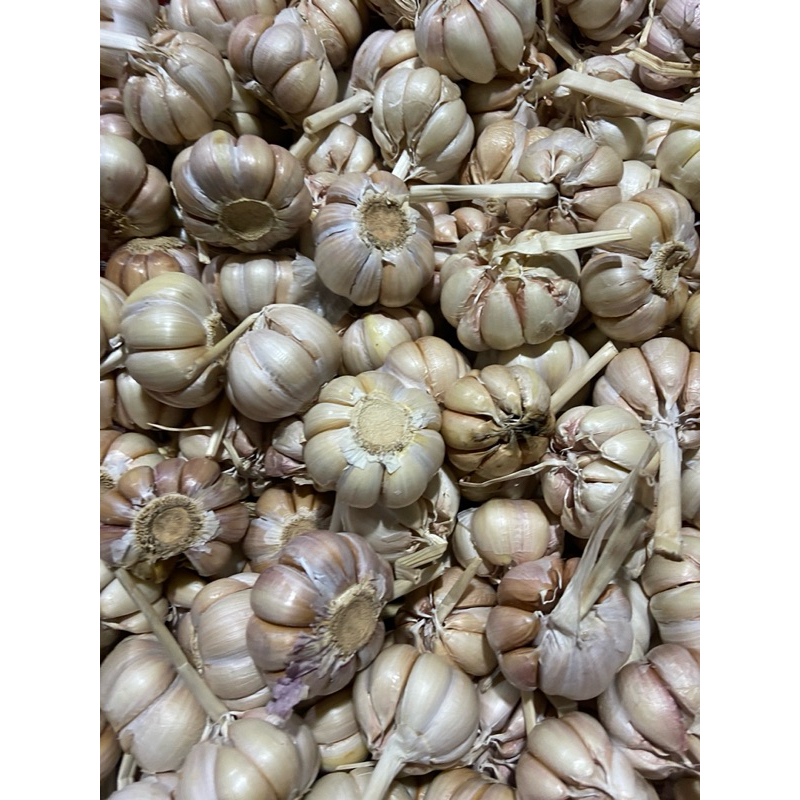 

bawang putih sincu promo 1kg fresh dan segar