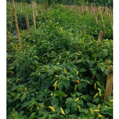 ( 9 ) Pupuk Racikan Tanam Cabai Mas Udin Musim Hujan 75 Hst