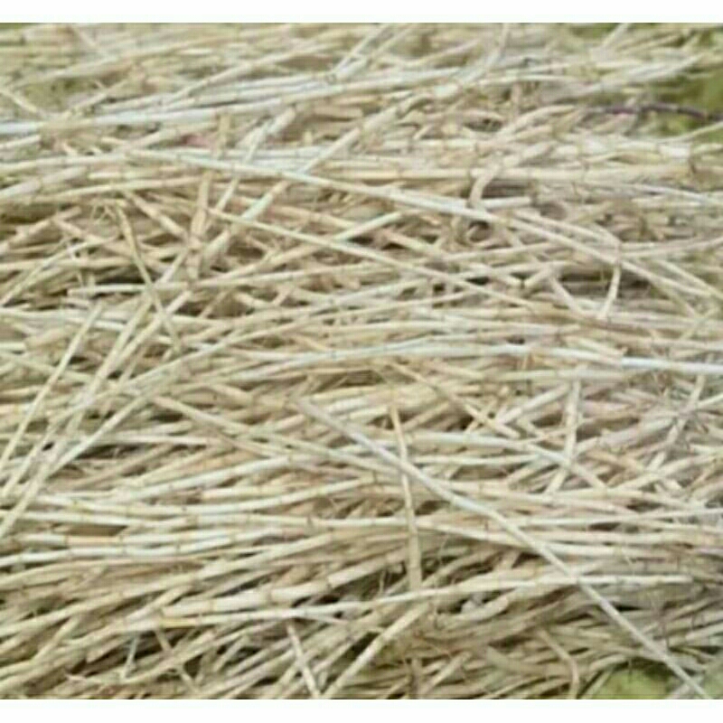 

akar alang alang buat herbal alami