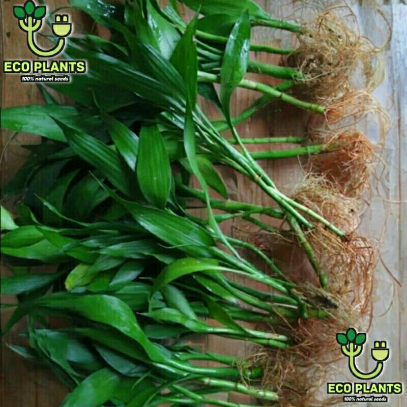 Bibit Bambu Hoki  Sri Rejeki Tanaman Bambu hoki  kole Berakar Tinggi 20cm hiasan Taman bonsai indor 