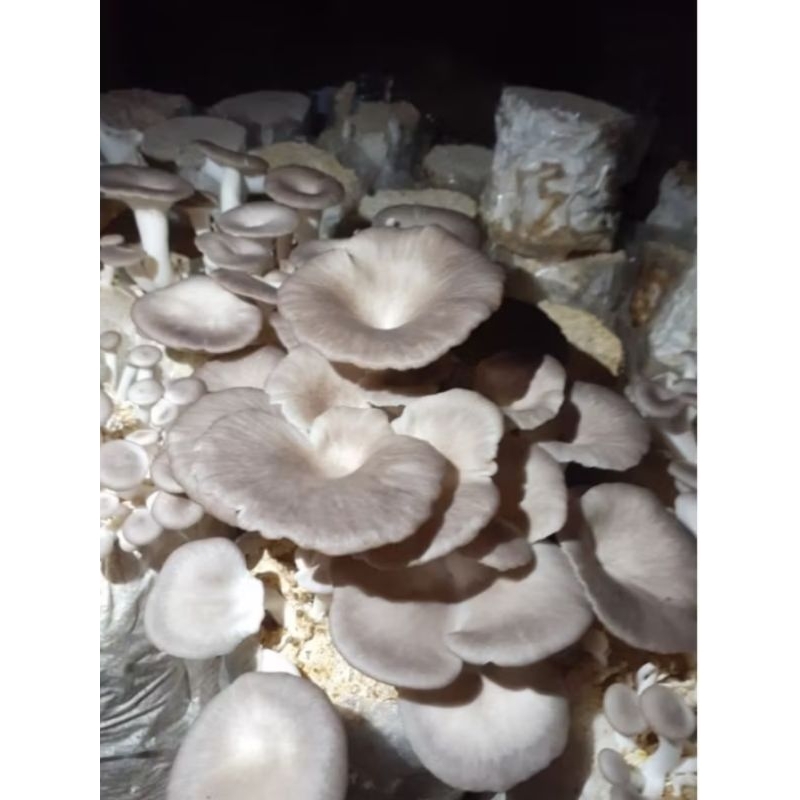 

BIBIT JAMUR TIRAM COKLAT F2 KEMASAN PLASTIK MURAH