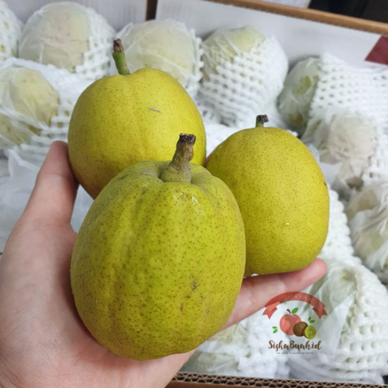 

PEAR XIANGLIE | PEAR HIJAU | BUAH PIR MANIS (PEAR UNTUK BUANG PANAS DALAM)