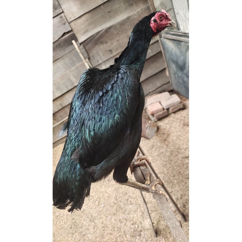 

telur tetas ayam pakhoy super brakot