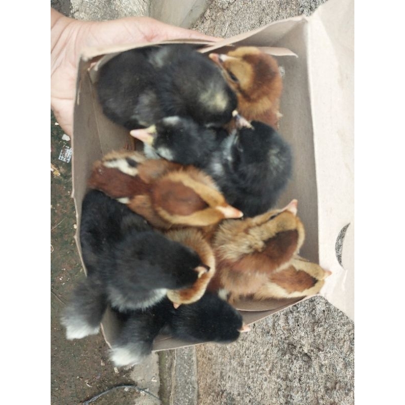 anakan ayam kampung usia 1 minggu