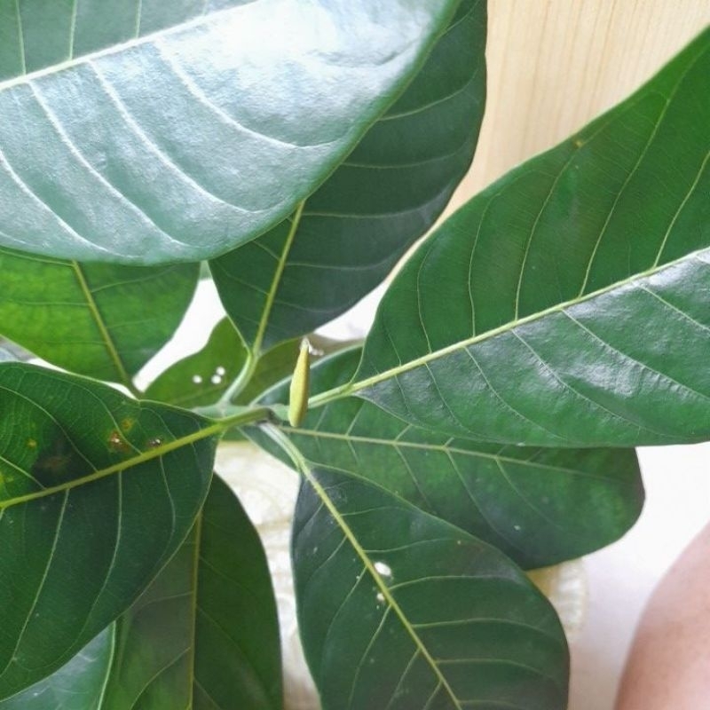 

Daun Nangka Segar Herbal 1 Kg