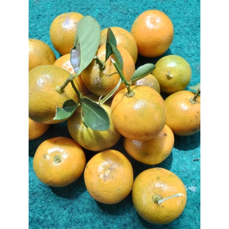 

500gr jeruk songkit matang/jeruk kasturi