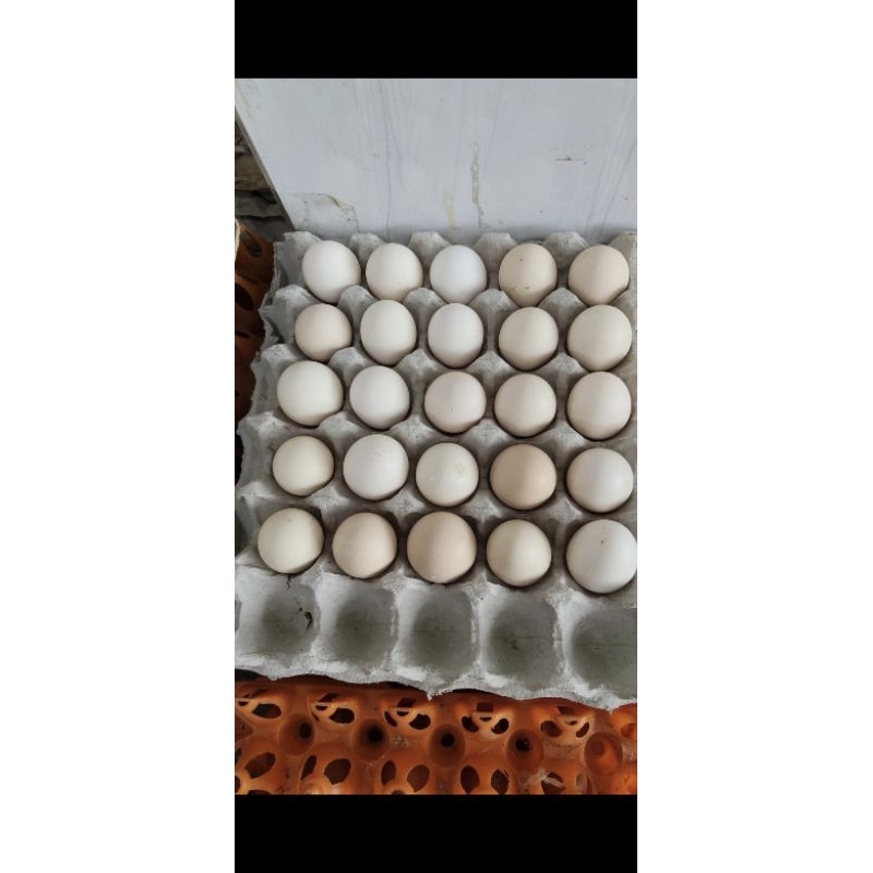 

TELUR TELOR Ayam KAMPUNG ASLI enak bergizi sehat kurir instant only