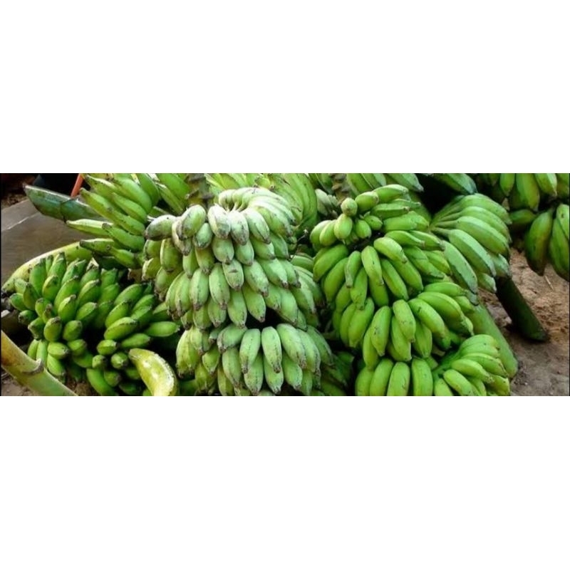 

pisang kepok