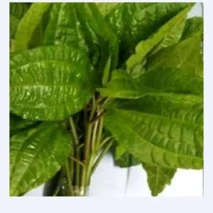 

Daun Popohan Per Pack