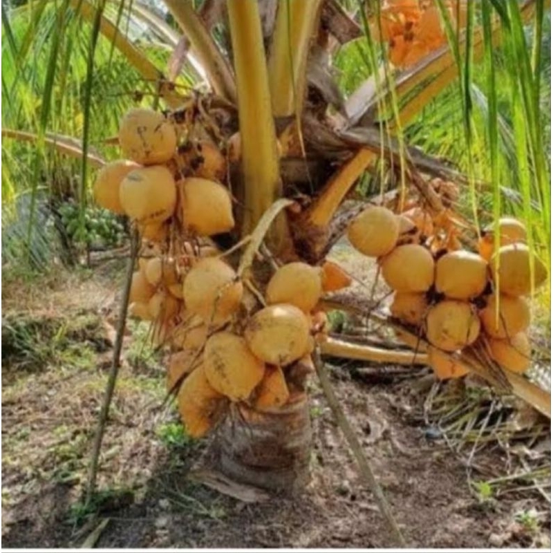 Bibit kelapa Gading orange asli 100%Bibit kelapa Gading Oren valid
