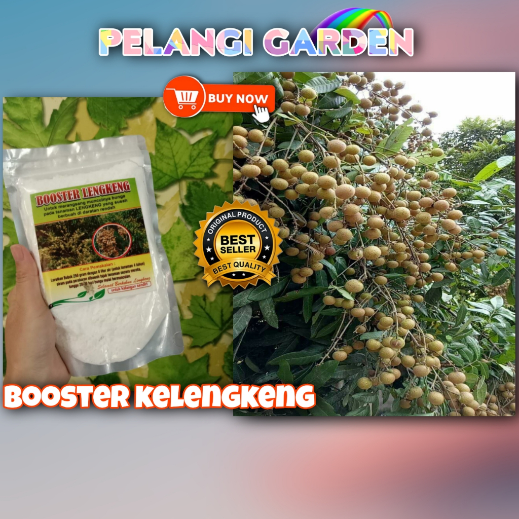 PROMO ! Boster Kelengkeng Pingpong, Boster Kelengkeng Pingpong Berbuah