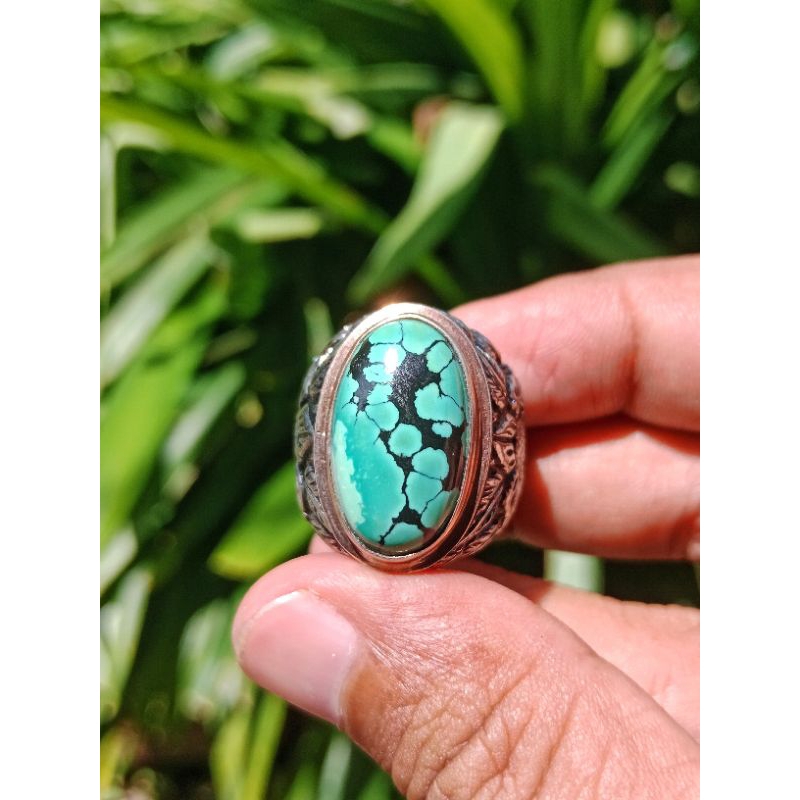 pirus hubei dwi warna top item