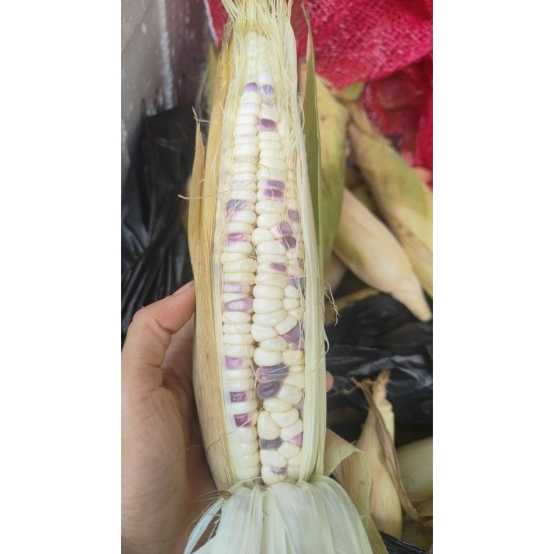 

Jagung ketan batik legit