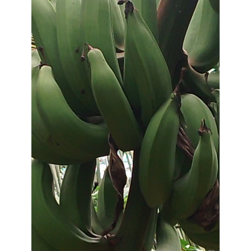 

PISANG NANGKA MENTAH PER KG