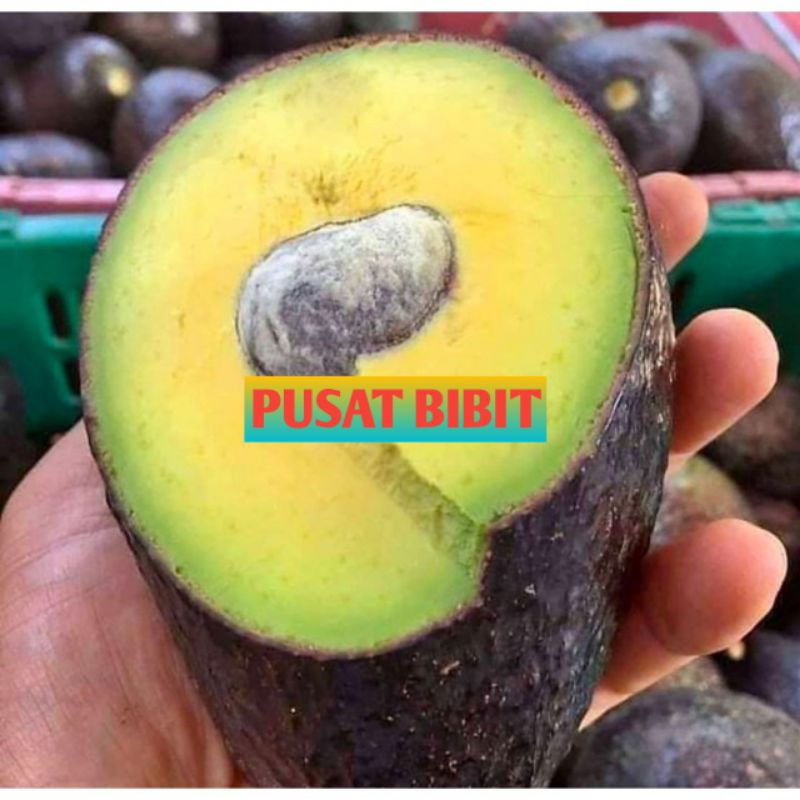Bibit Alpukat Hass Australia Original Super