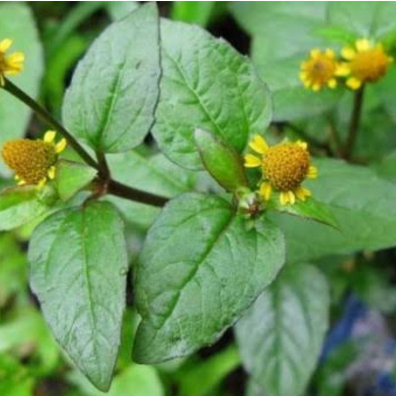 

Daun jotang atau geletang segar 500 gram