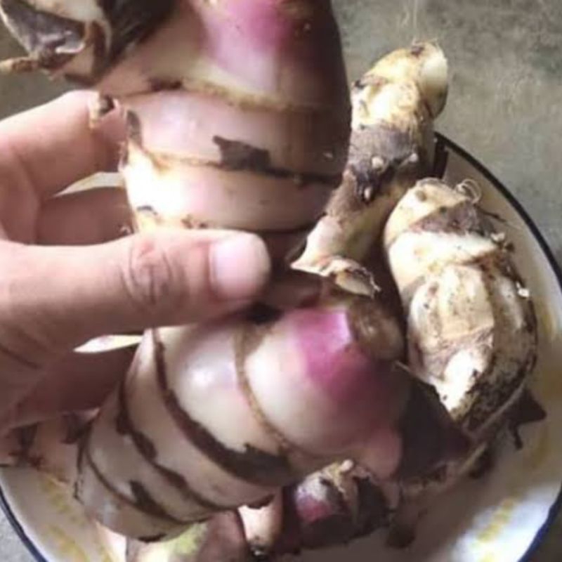 

Umbi ganyong merah segar paket 1 kg