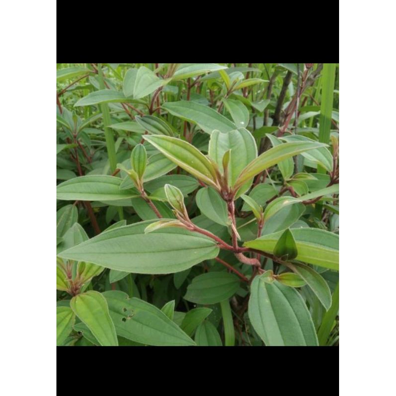 

daun harendong bokor 100% murni250gram