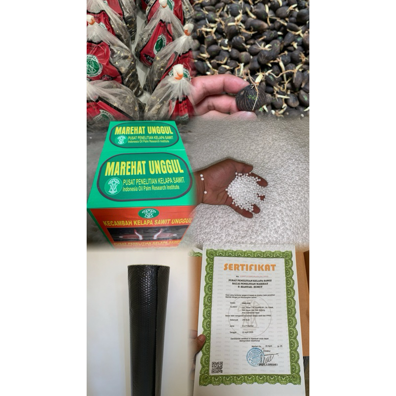 BIBIT BENIH KECAMBAH SAWIT UNGGUL(DXP MARIHAT) ISI 250 BUTIR