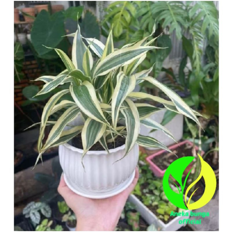 POHON BAMBU HOKI SRI REZEKI VARIGATA / TANAMAN BAMBU HOKI SRI REZEKI VARIGATA