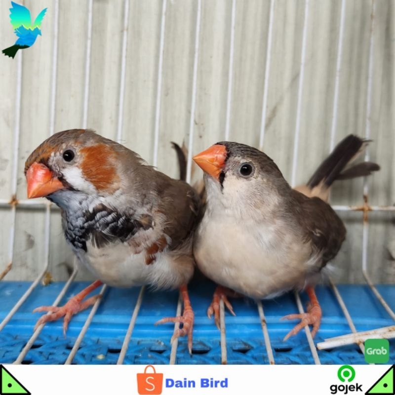 Burung Zebra Finch Medium Siapan Sepasang - Black Breast & Grey Penguin