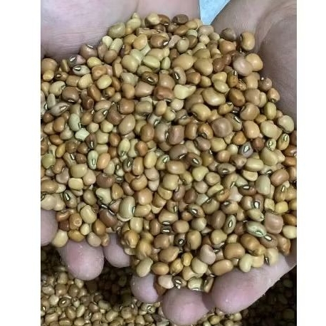 

Kacang Tolo / Tunggak