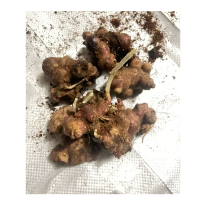 Bibit Umbi Yakon sudah Bertunas