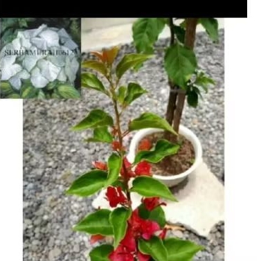 Tanaman hias bugenvil bunga ekor musang red - bunga cantik bugenvil